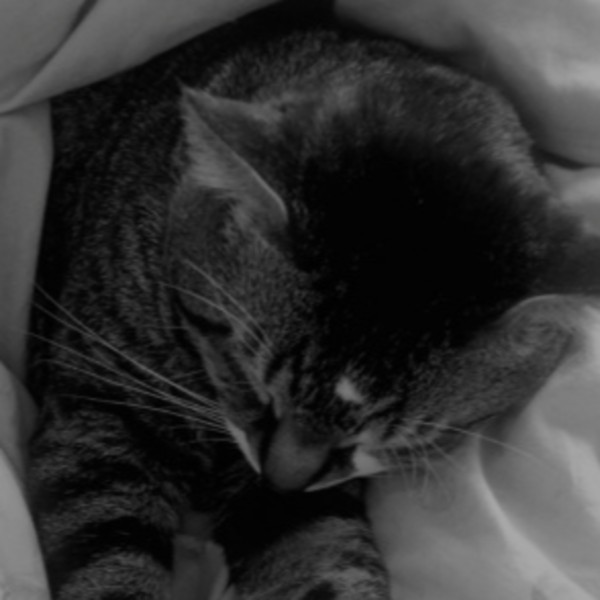 Mowgly