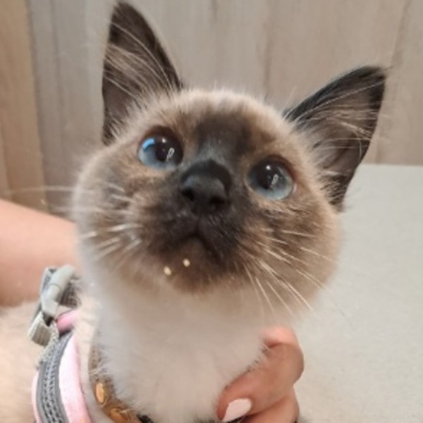 Photo de Cookie