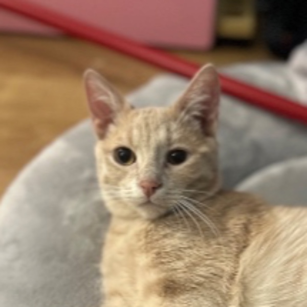 Biscotte