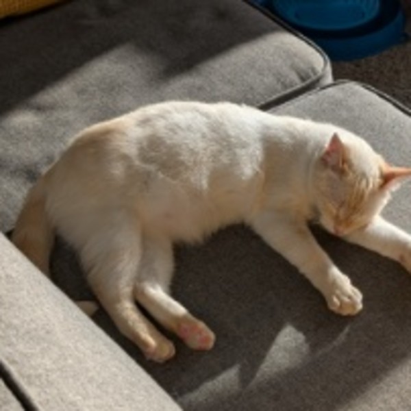 Photo de Stella