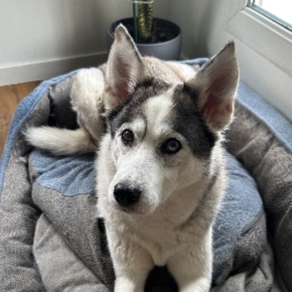 Photo de Nikita