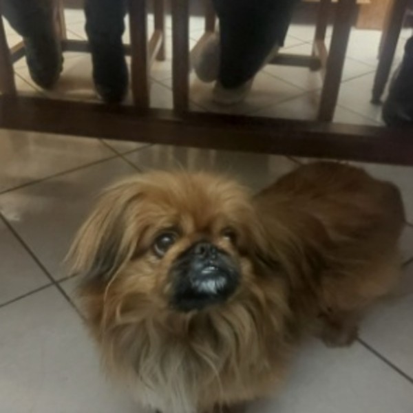 Photo de Tongue