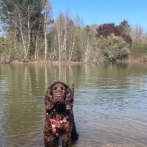 Alfie