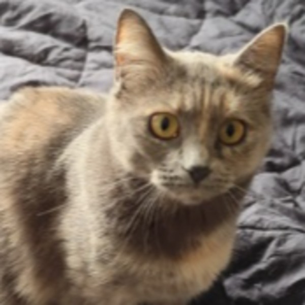 Nala