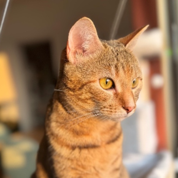 Photo de Twixie