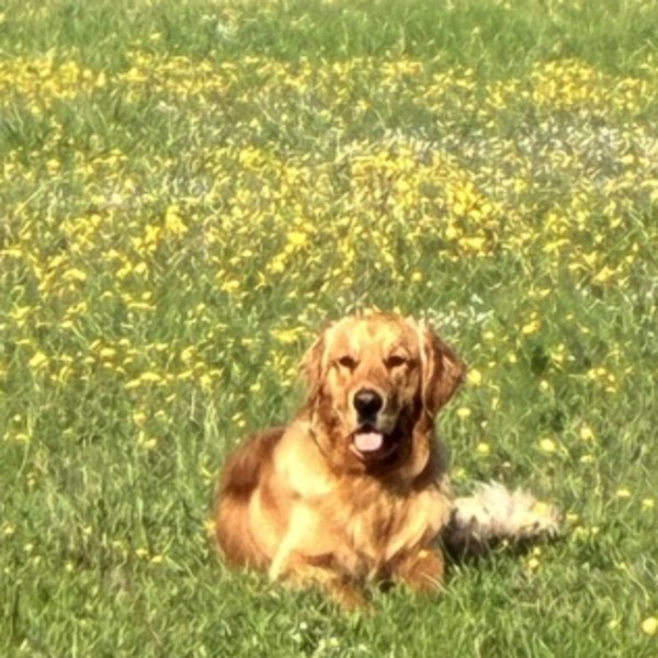 Photo de ASLAN