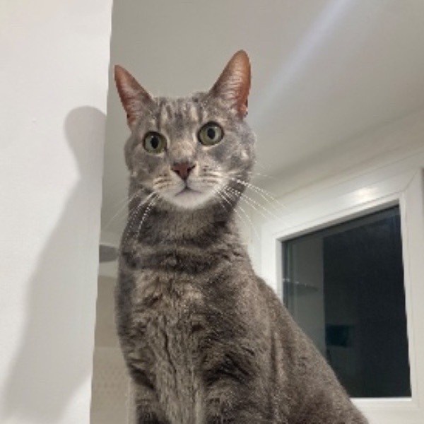 Photo de Tiger