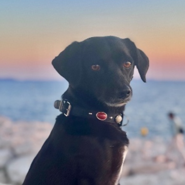 Photo de SHADOW