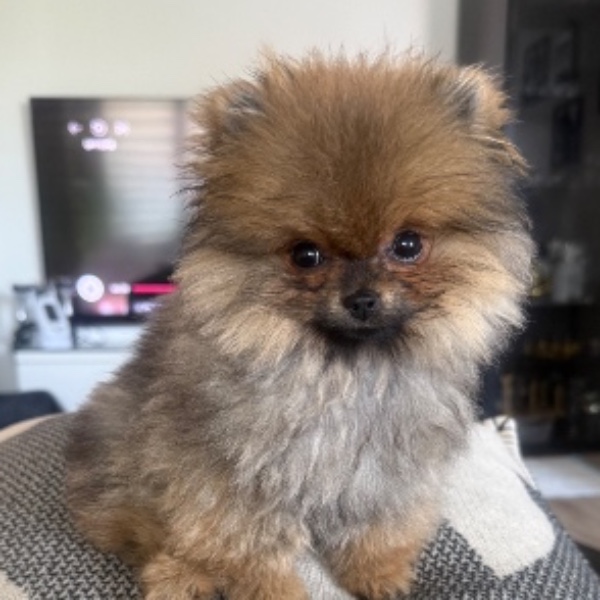 Photo de Kooki