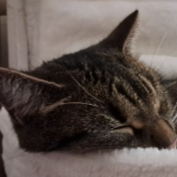 Photo de Luna