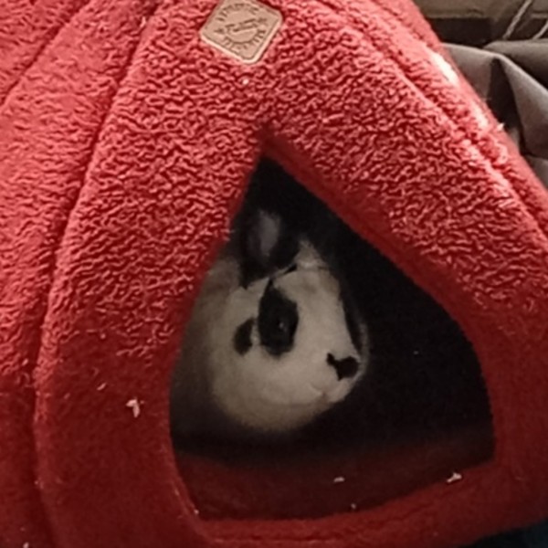 Vanille