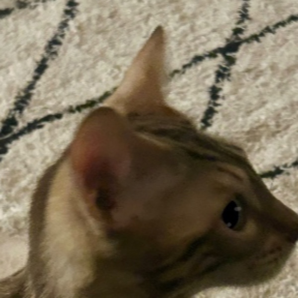 Azraelle