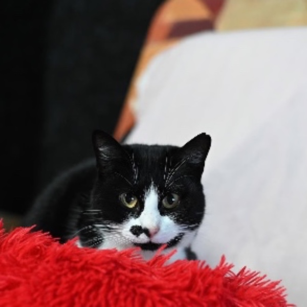 Lilie