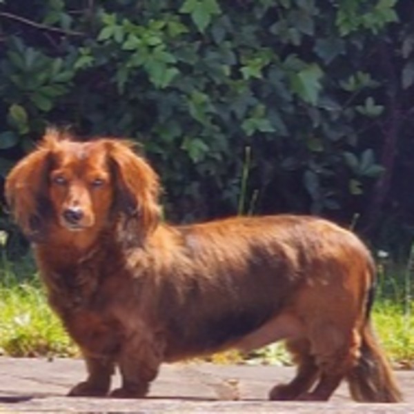 Photo de Bogart