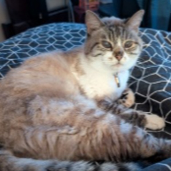 Photo de Luna