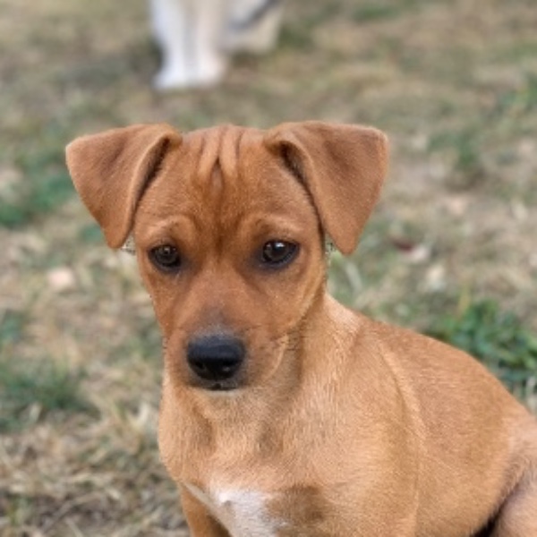 Rocky