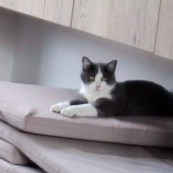 Louna
