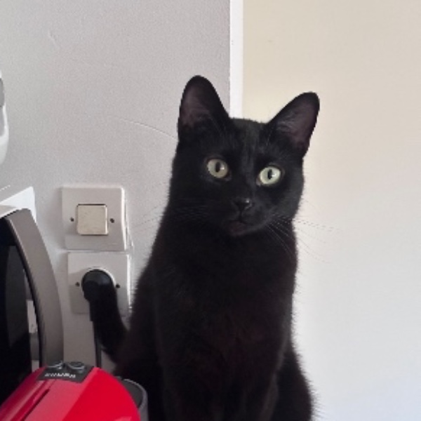 Moka