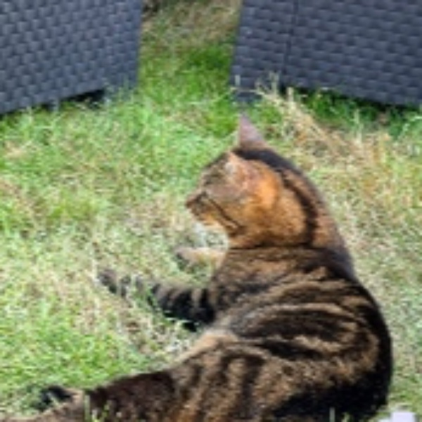 Photo de Simba