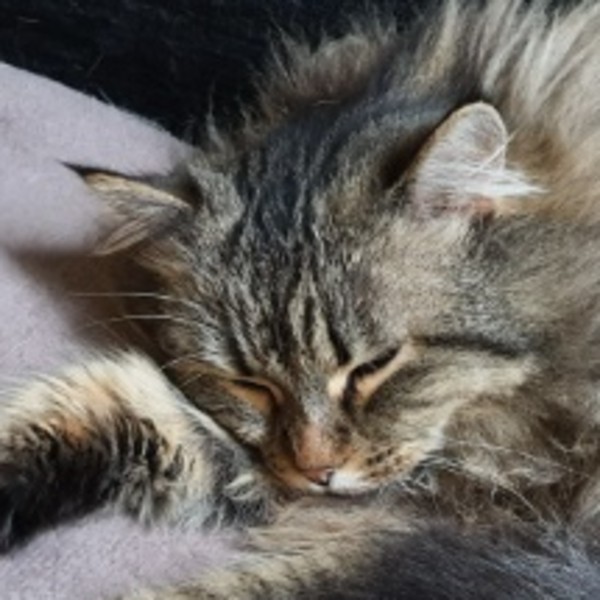 Photo de Bibouille
