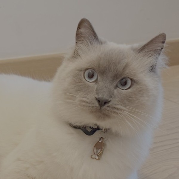 Felix