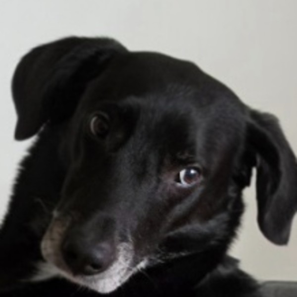 Suki