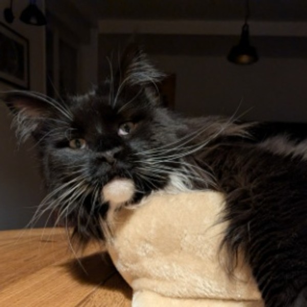 Photo de Snowy