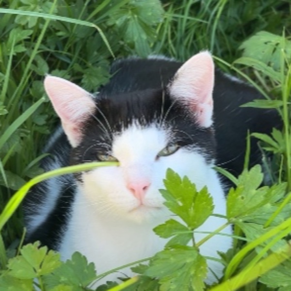 Jack
