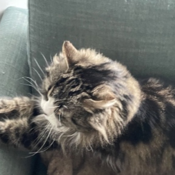 Pixel