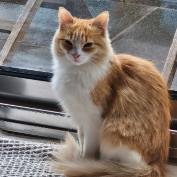 Photo de Noisette