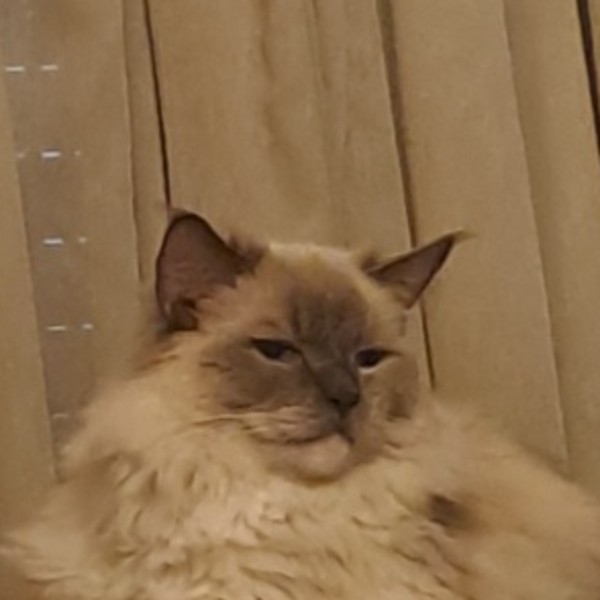 Georgie