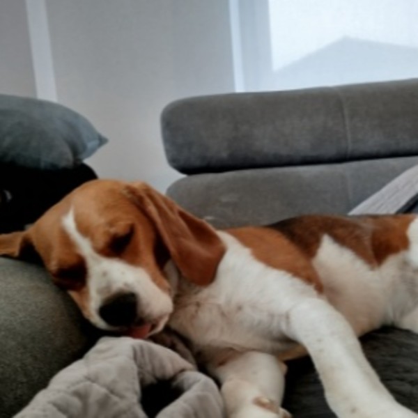 Sookie
