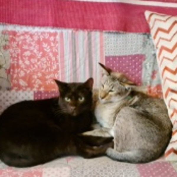 Photo de Mikado