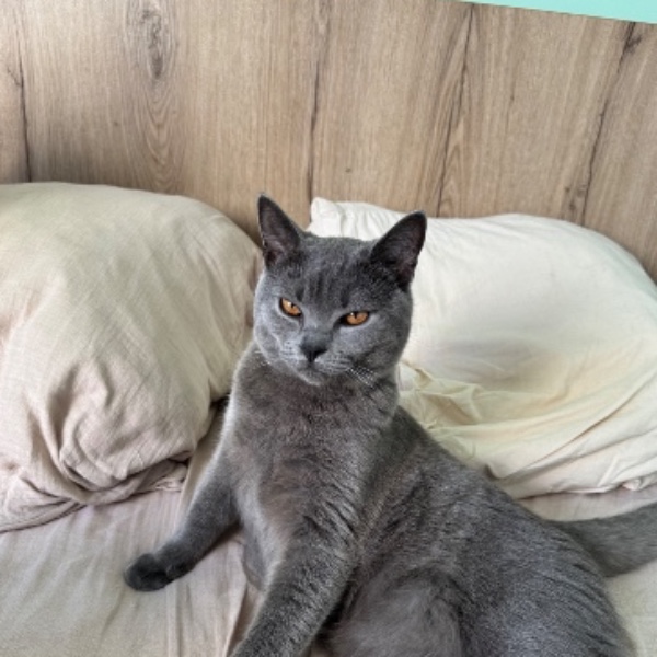 Photo de Mushu