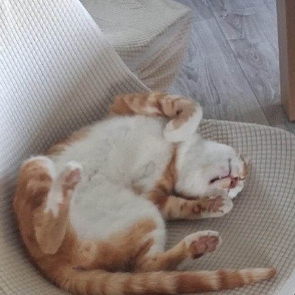 Photo de Tigrou
