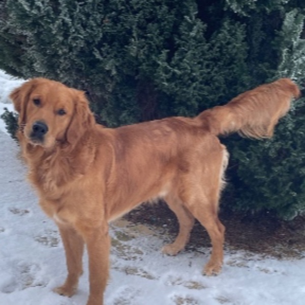 Verone