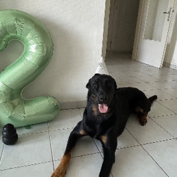 Photo de Ares