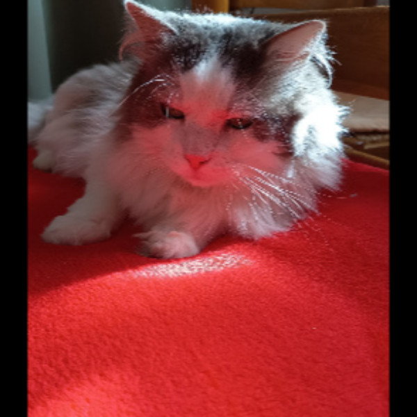 Photo de TANGO