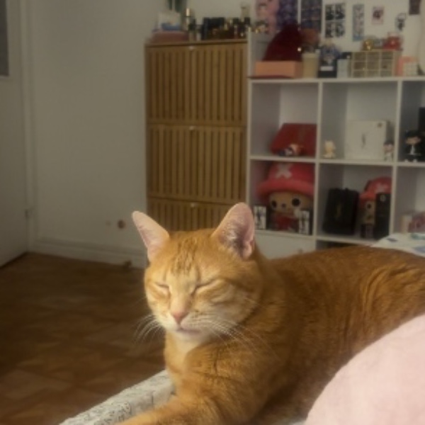 Photo de Simba