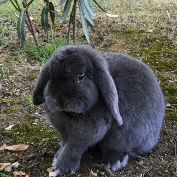 Leetchi