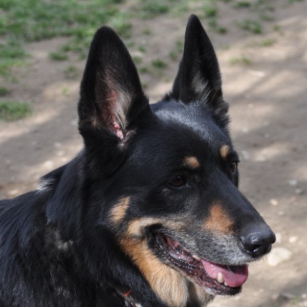 Photo de Lucky