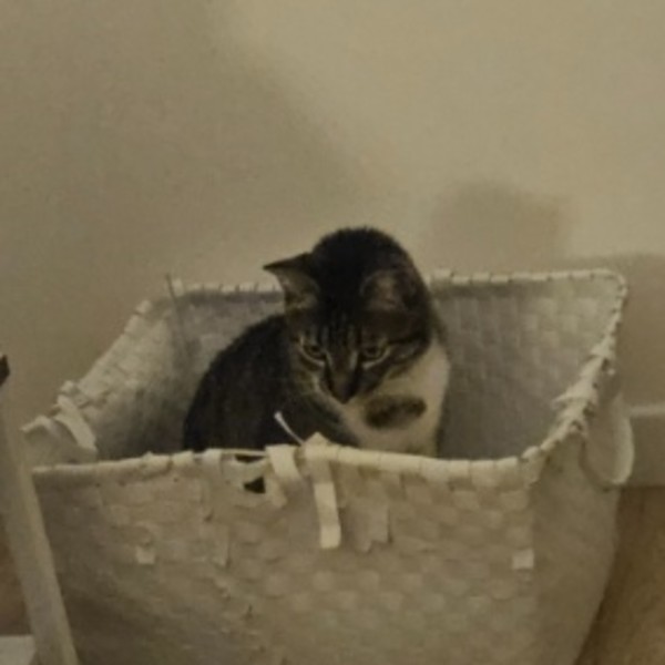Misti