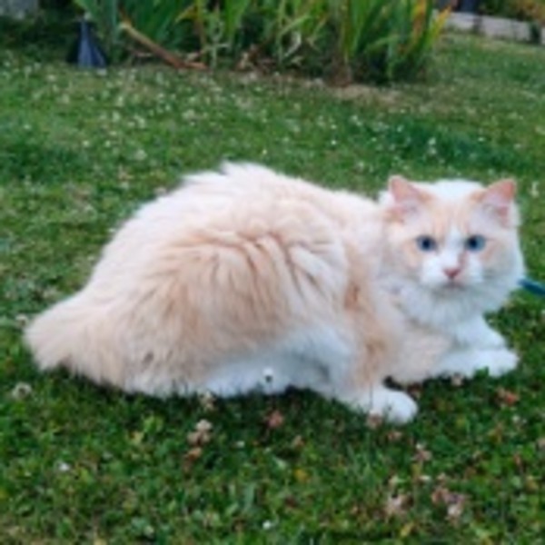 Aslan