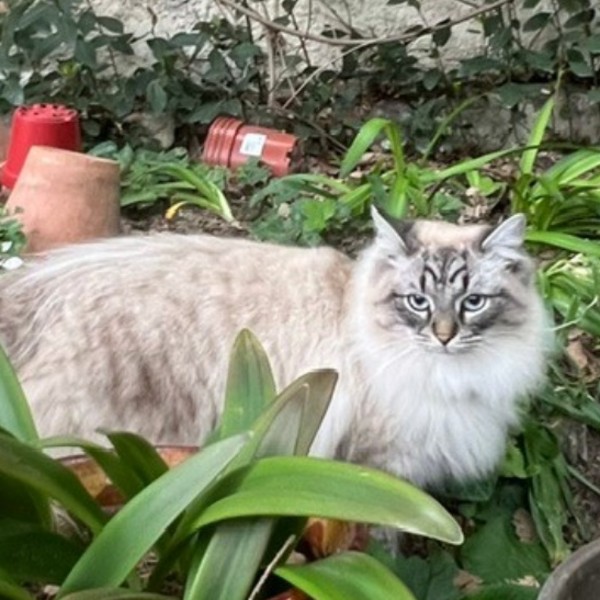 NIKITA