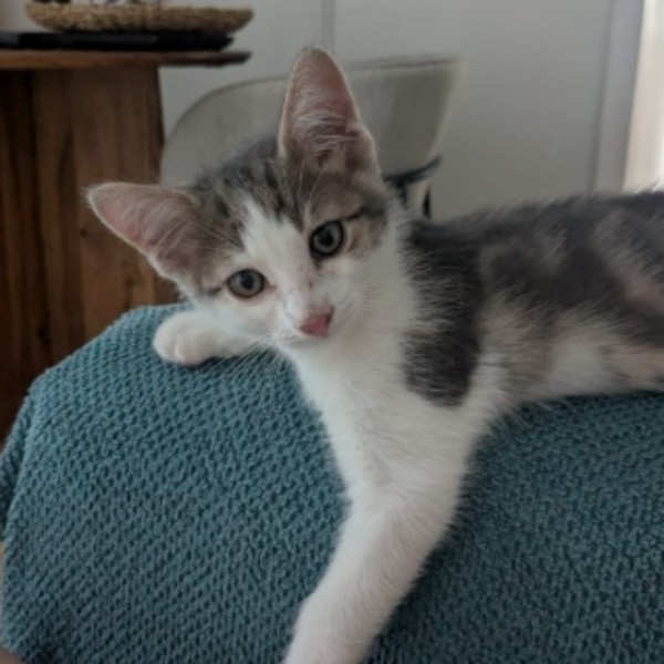 Pipoca