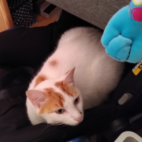 Photo de Snow