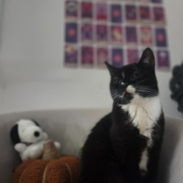 Arya