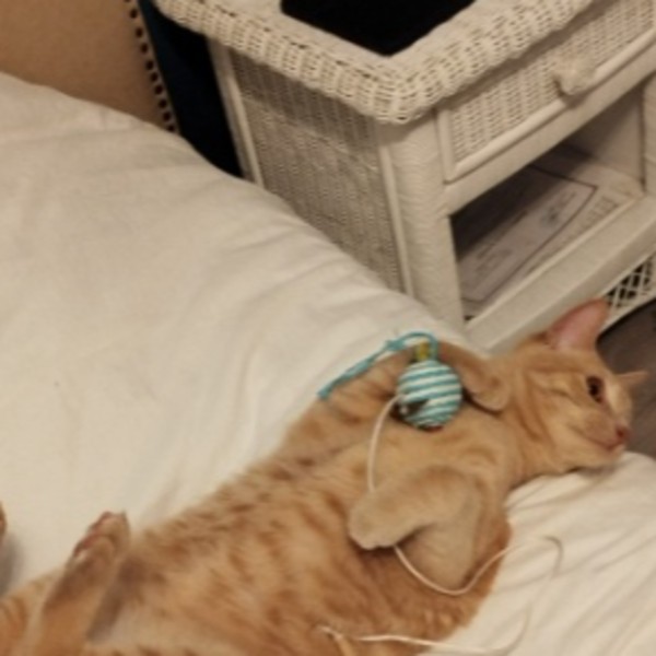 Photo de Skippy