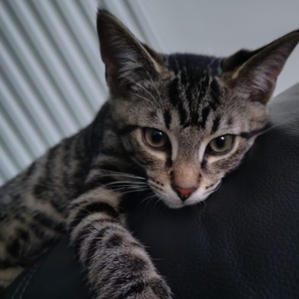 Photo de Bao