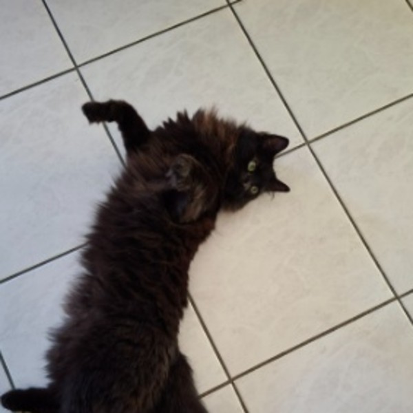 Photo de Ponyo
